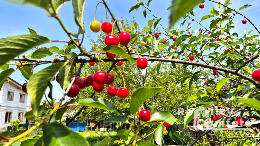 Na predaj priestranný 4-izbový rodinný dom v obci Svinná