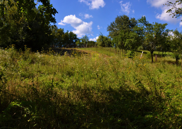 Predaj:  Slnečný pozemok pod lesom
